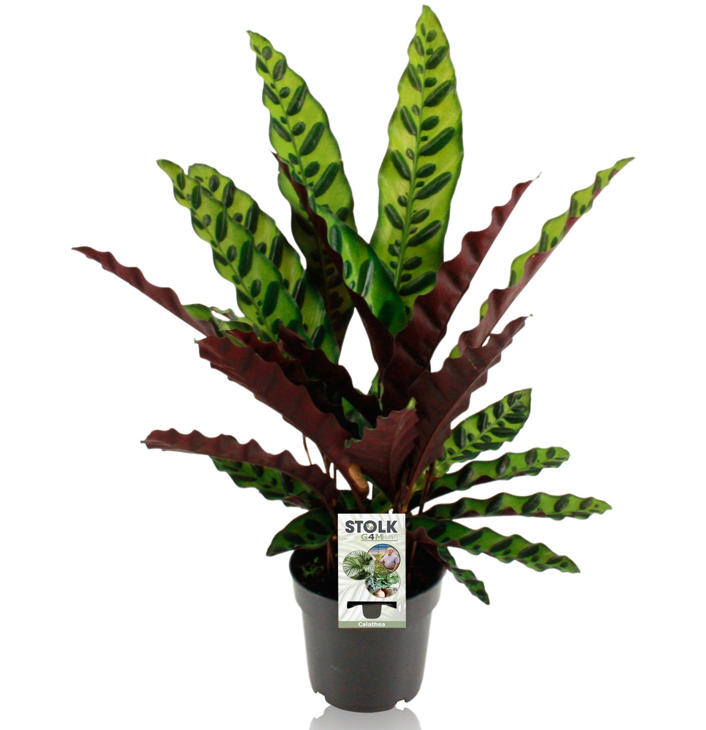 Stolk G4M Plants Calathea lancifolia Pack of 8