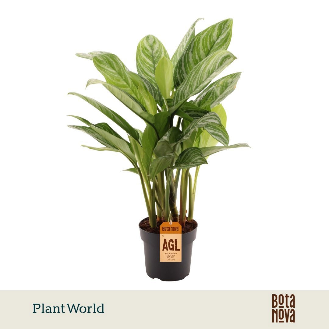 Plantworld Jogrow Aglaonema Stripes Pack of 3