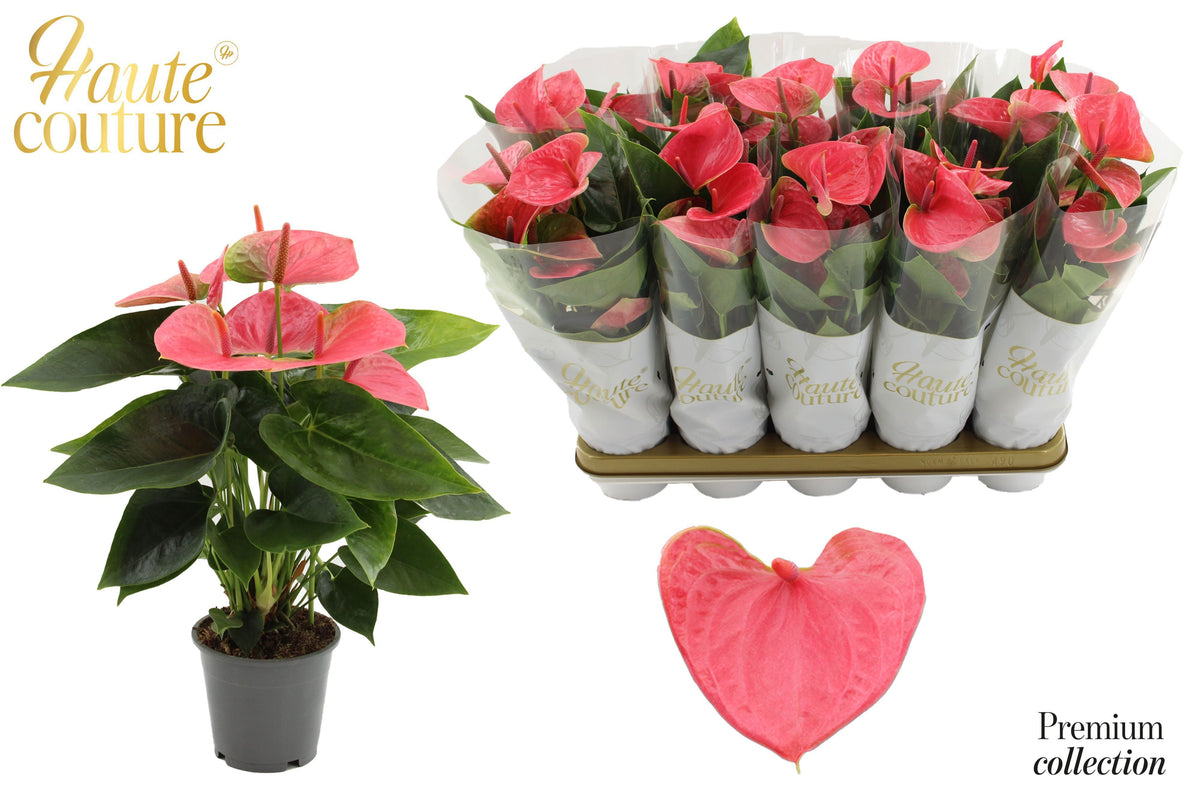 Anthurium Sweet Dream 40cm 12cm Pot