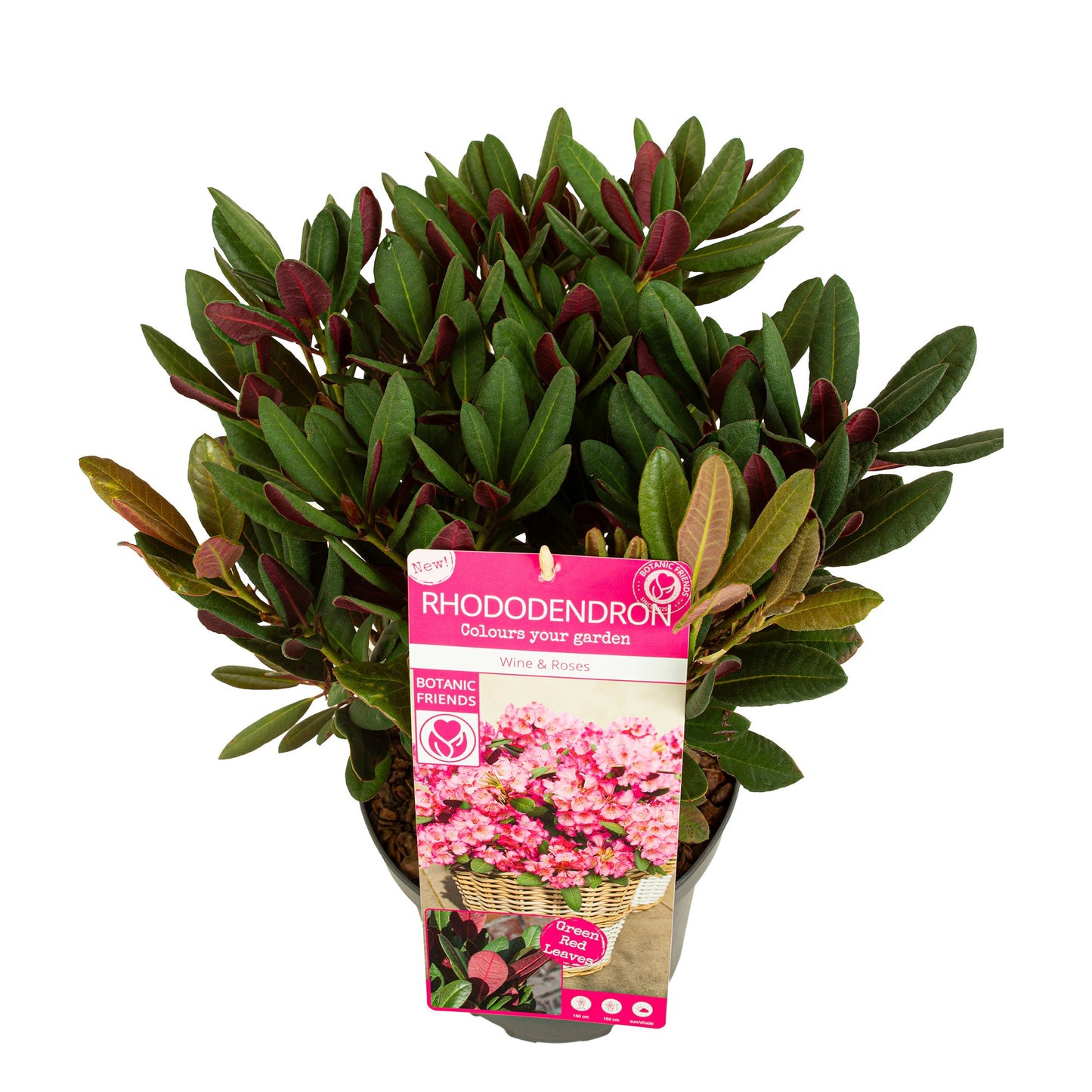 Rhododendron hippophaeoides 60cm 22cm Pot
