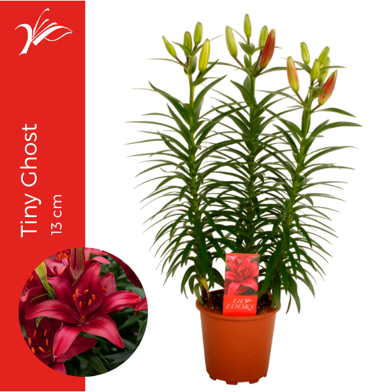 Wetering Potlilium BV Lilium az. Tiny Ghost Pack of 9