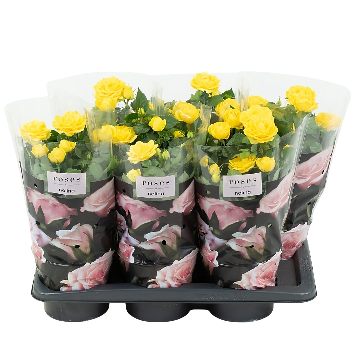 Rosa yellow 45cm 17cm Pot