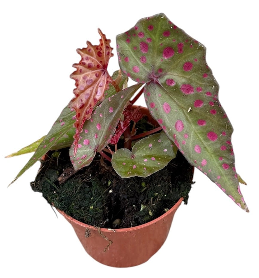 Begonia Cottage Bright Red 12cm 8cm Pot