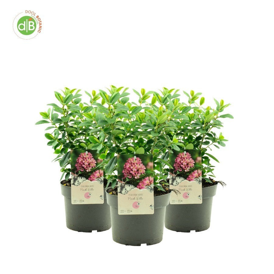 Escallonia Pink Elle 25cm 19cm Pot