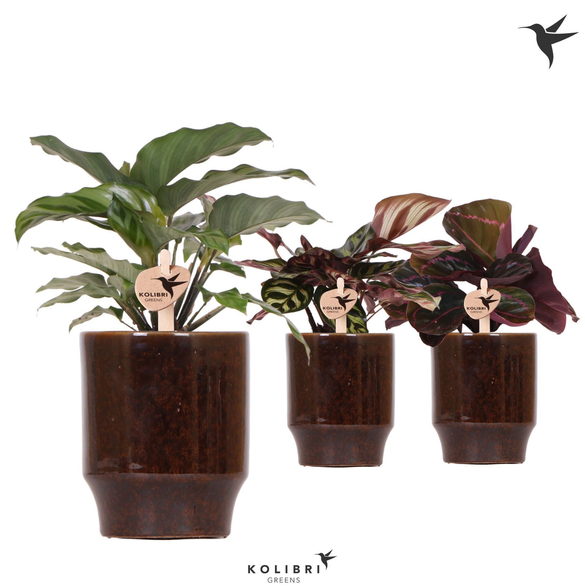 Calathea mix 26cm 9cm Pot