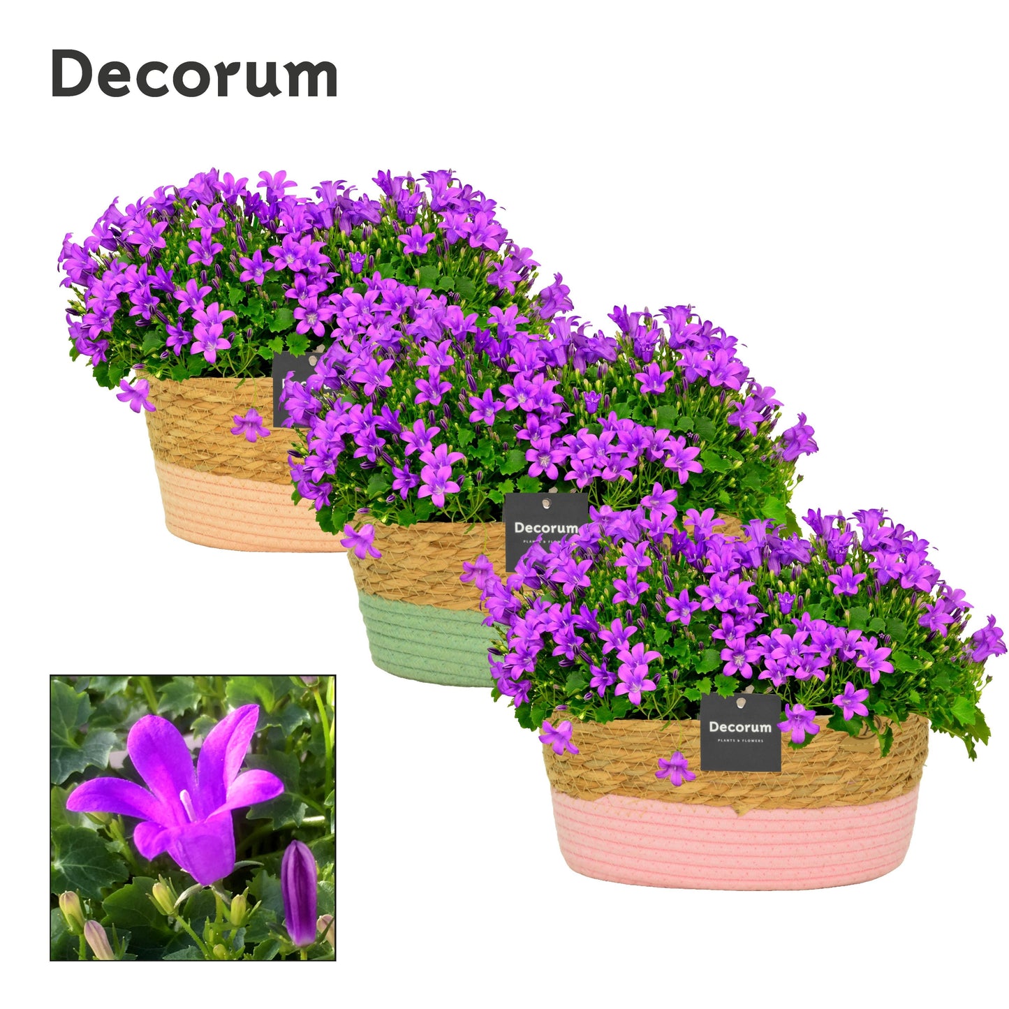 Campanula Porto 17cm 27cm Pot