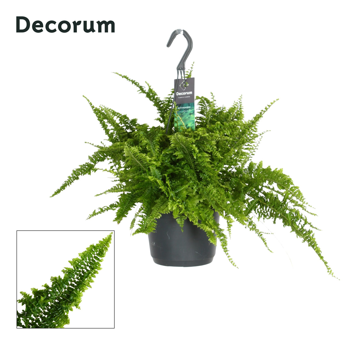 Nephrolepis exaltata 45cm 17cm Pot