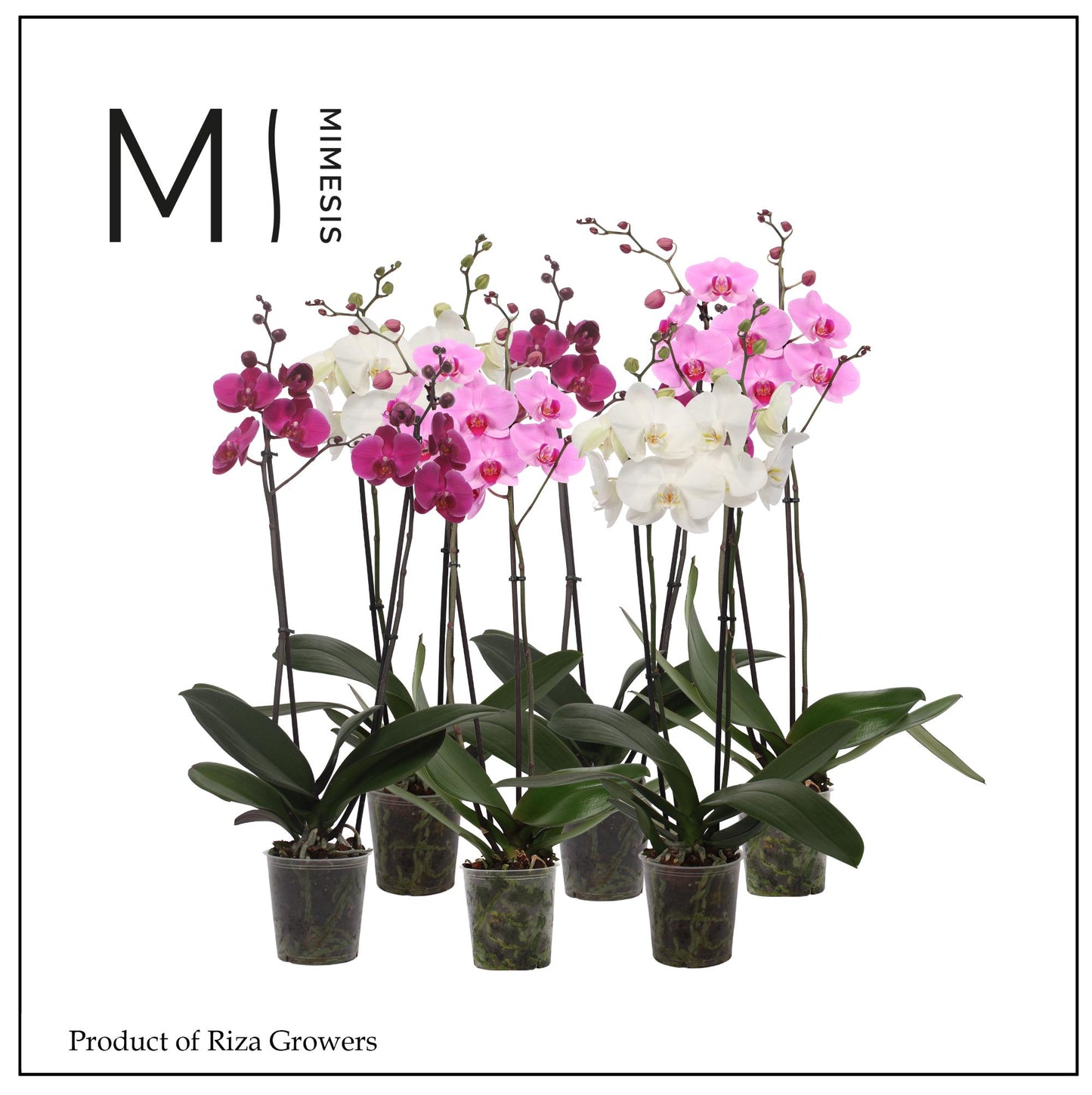 Phalaenopsis mix 80cm 12cm Pot