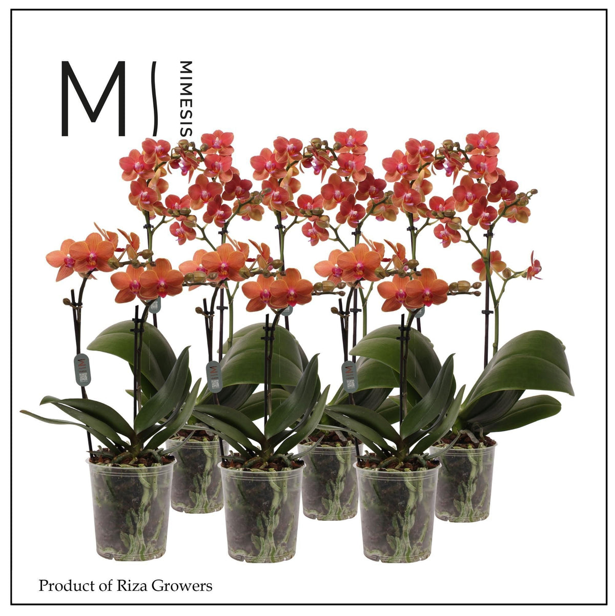 Phalaenopsis Orange 50cm 12cm Pot