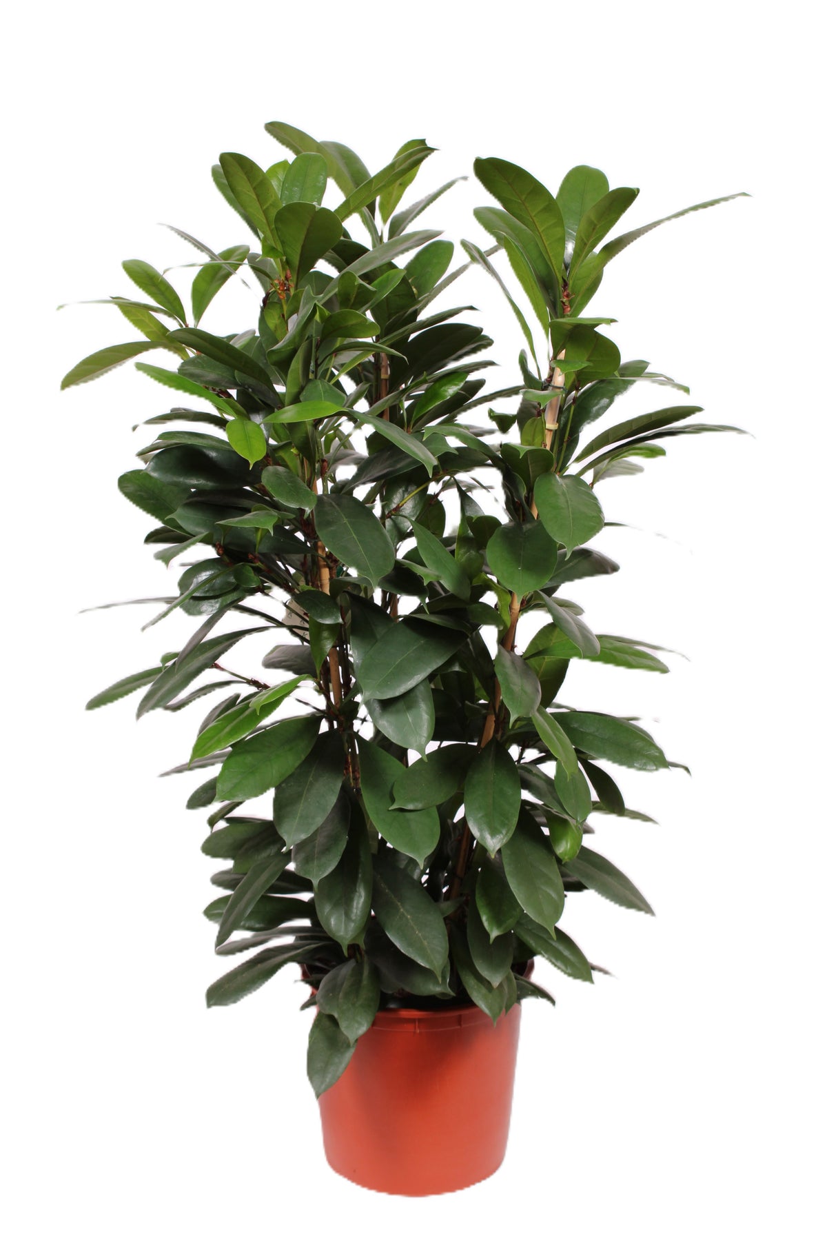 Ficus cyathistipula 140cm 34cm Pot