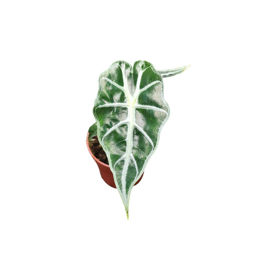 Alocasia amazonica 15cm 7cm Pot