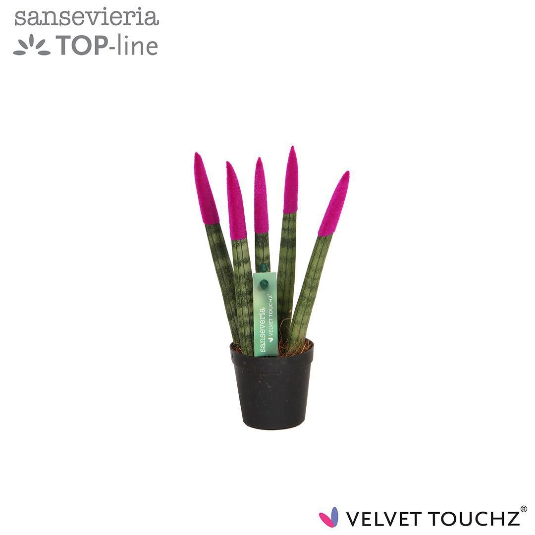 Sansevieria cylindrica 18cm 6cm Pot