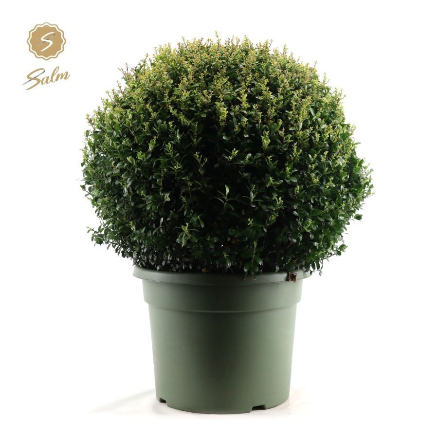 Ilex crenata 80cm 45cm Pot