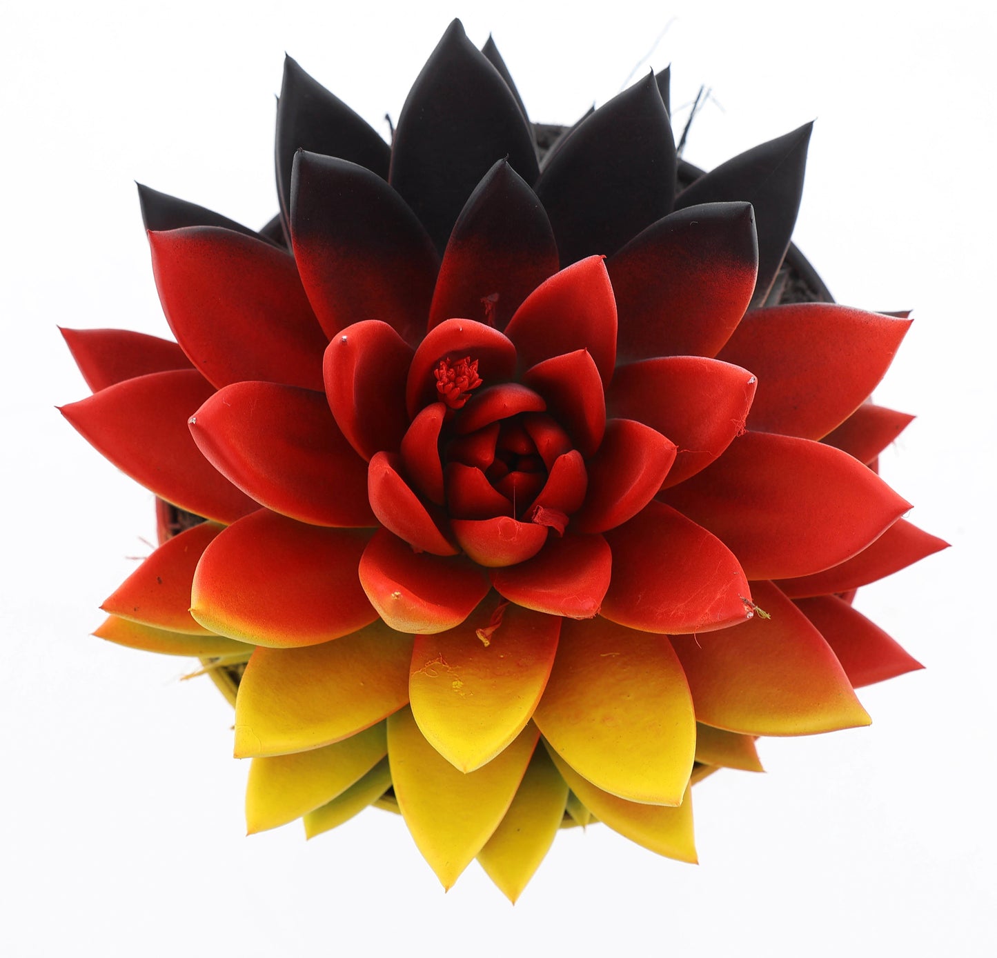 Euro Cactus Holland Bv Rainbow Germany Pack of 4