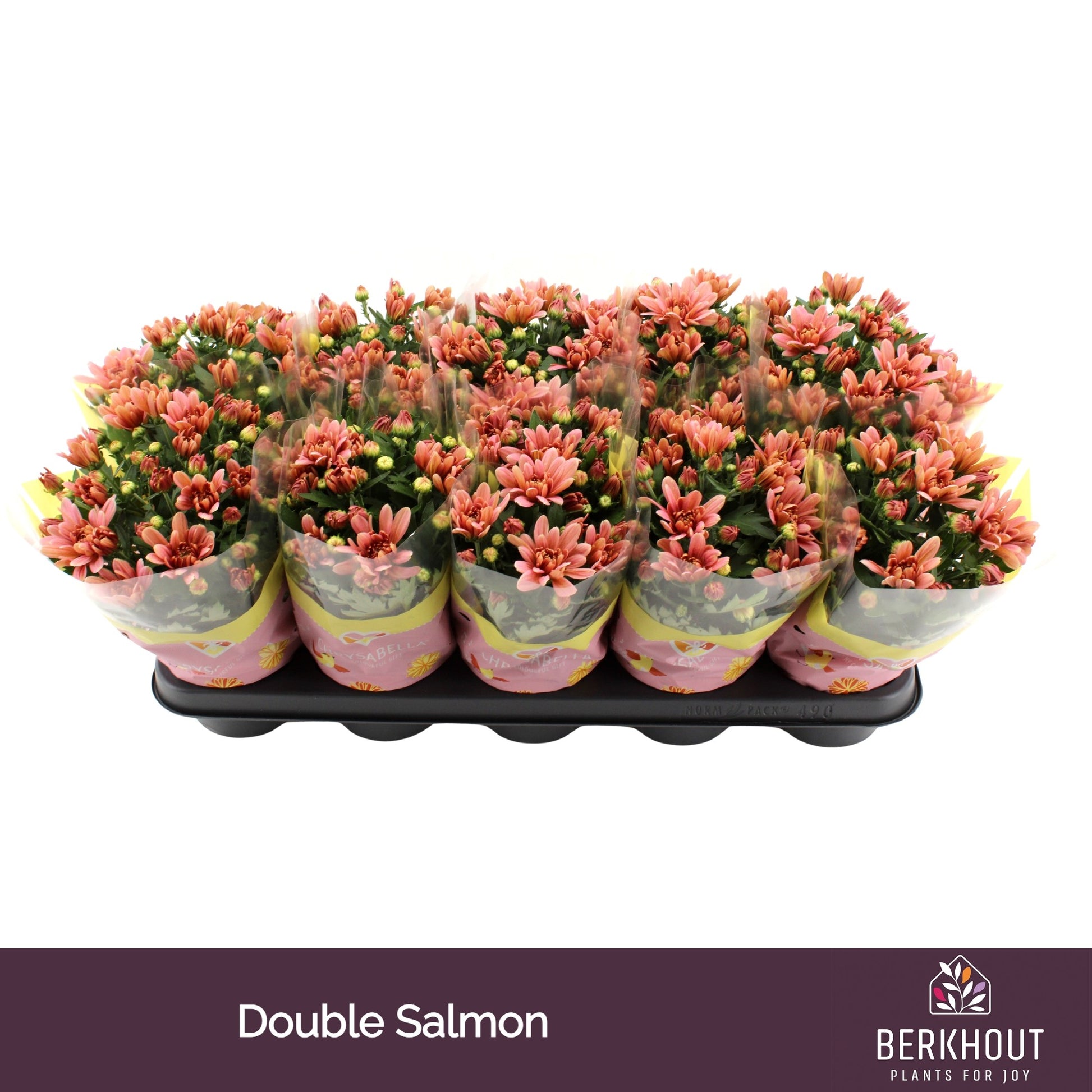 Chrysanthemum Dynamic Salmon 23cm 12cm Pot