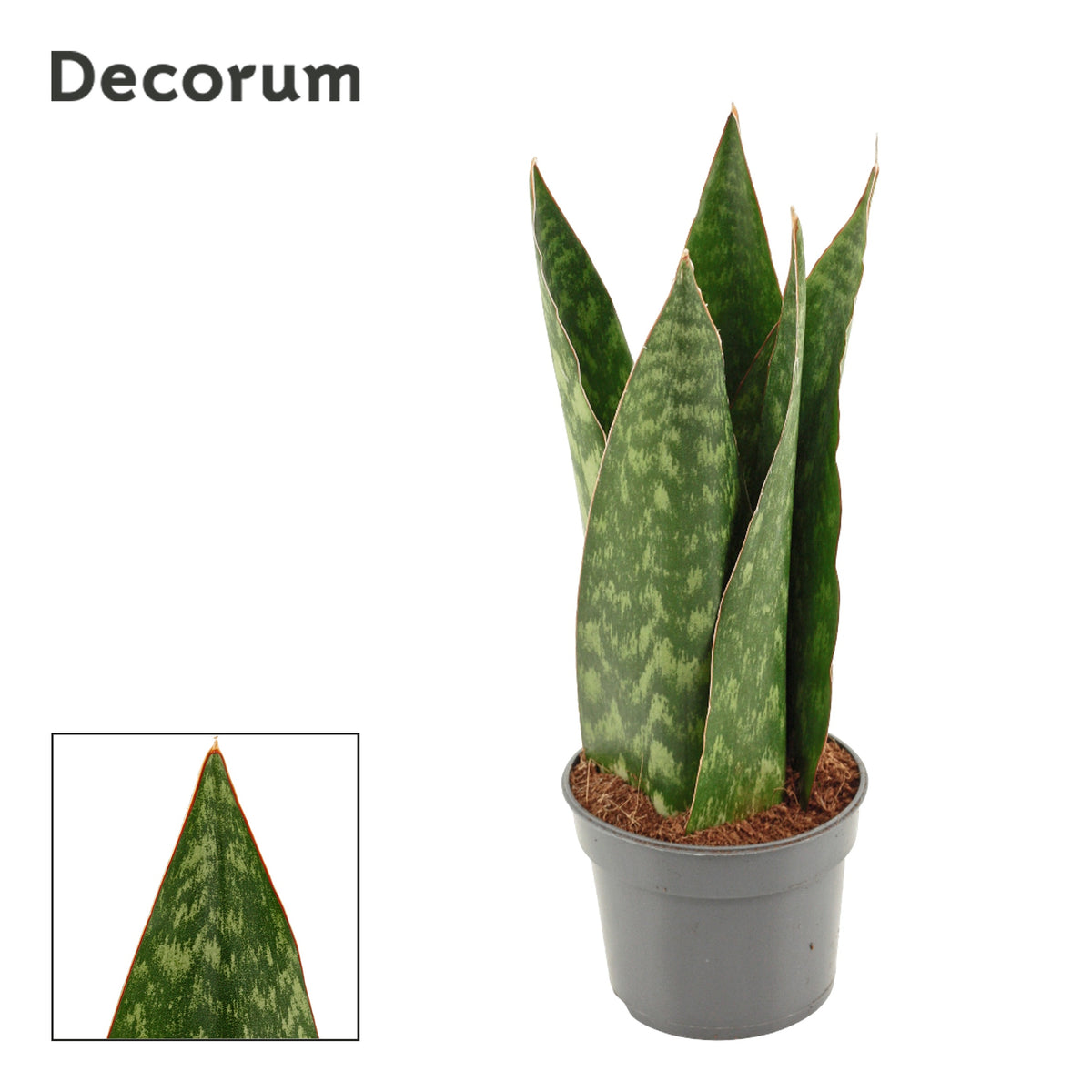 Sansevieria 24cm 9cm Pot