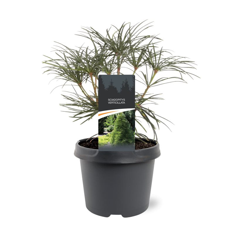 Sciadopitys verticillata 30cm 19cm Pot