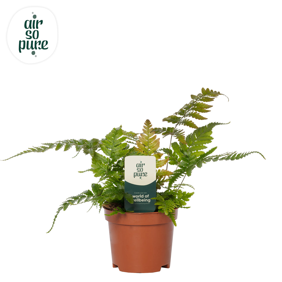 Dryopteris erythrosora 15cm 9cm Pot