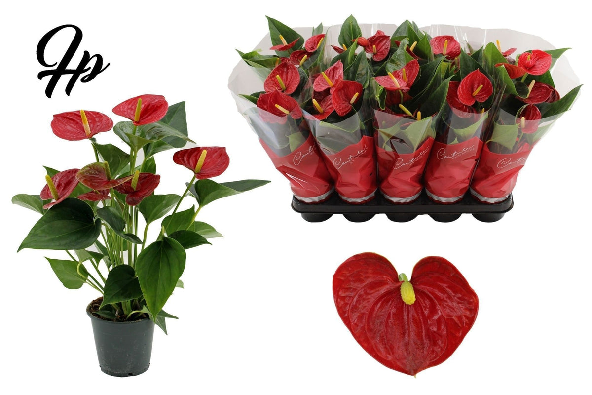 Anthurium Success Red 45cm 12cm Pot