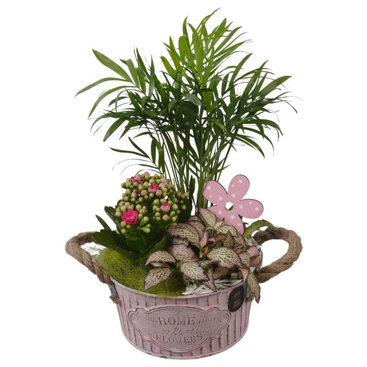 Indoor arrangement 31cm 16cm Pot
