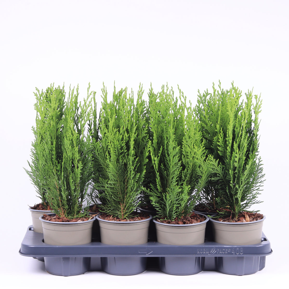 Vredebest, Kwekerij Chamaecyparis Green Pillar Pack of 8
