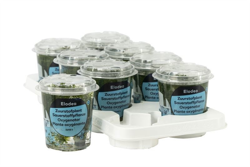 Waterplkw R. Moerings Egeria densa Pack of 8