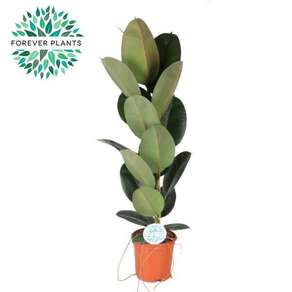 Ficus Robusta 85cm 21cm Pot