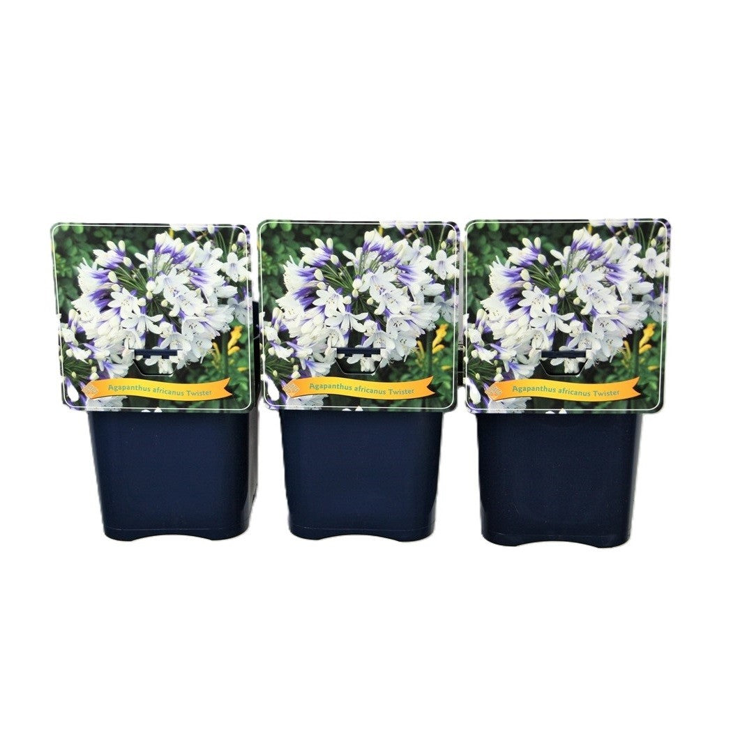Agapanthus africanus 35cm 21cm Pot