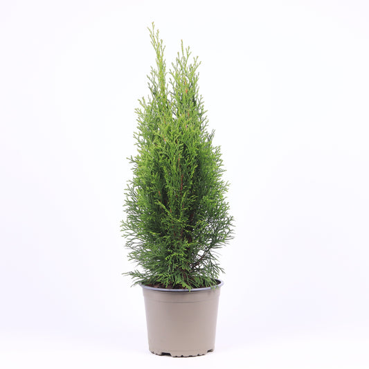 Thuja occidentalis Smaragd 55cm 17cm Pot