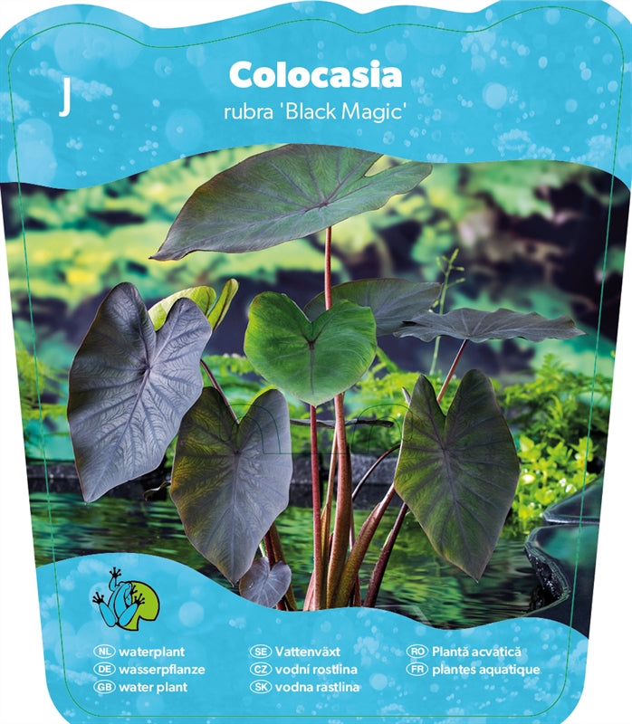 Waterplkw R. Moerings Colocasia Black Magic Pack of 3