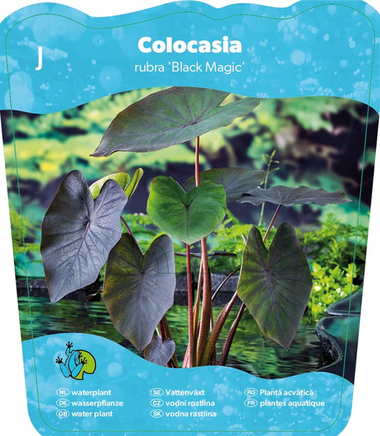 Waterplkw R. Moerings Colocasia Black Magic Pack of 3