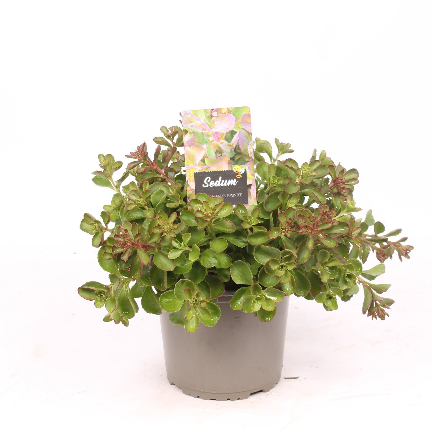 Sedum spurium 30cm 19cm Pot
