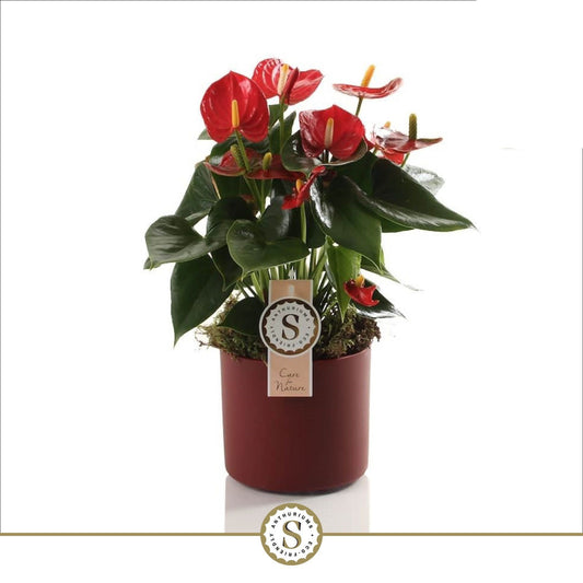 Anthurium Red Champion 40cm 12cm Pot