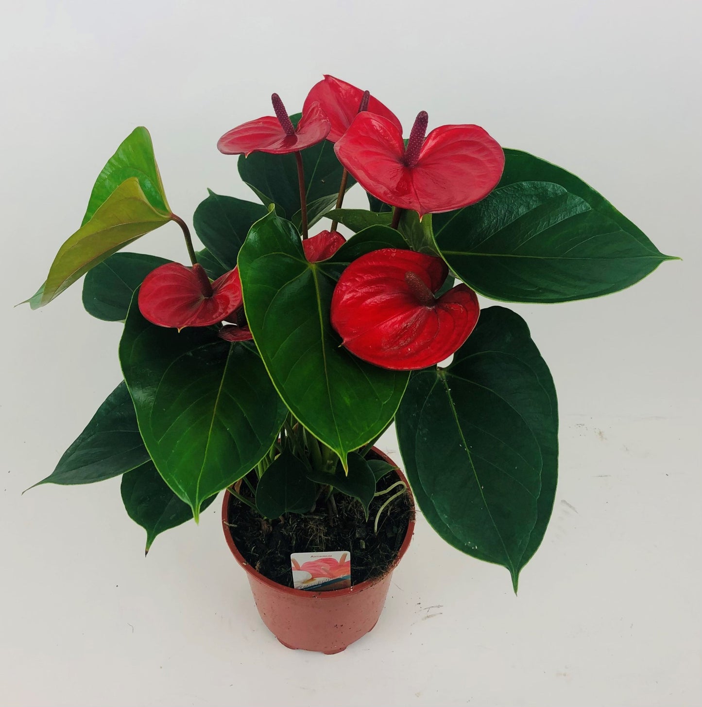 Anthogether Evanty Anthurium Alma Pack of 6