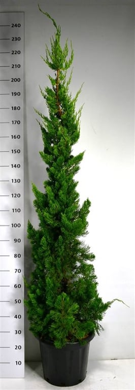 Bloemenkampen BV, Hkw. de Juniperus chin. Kaizuka Pack of 1