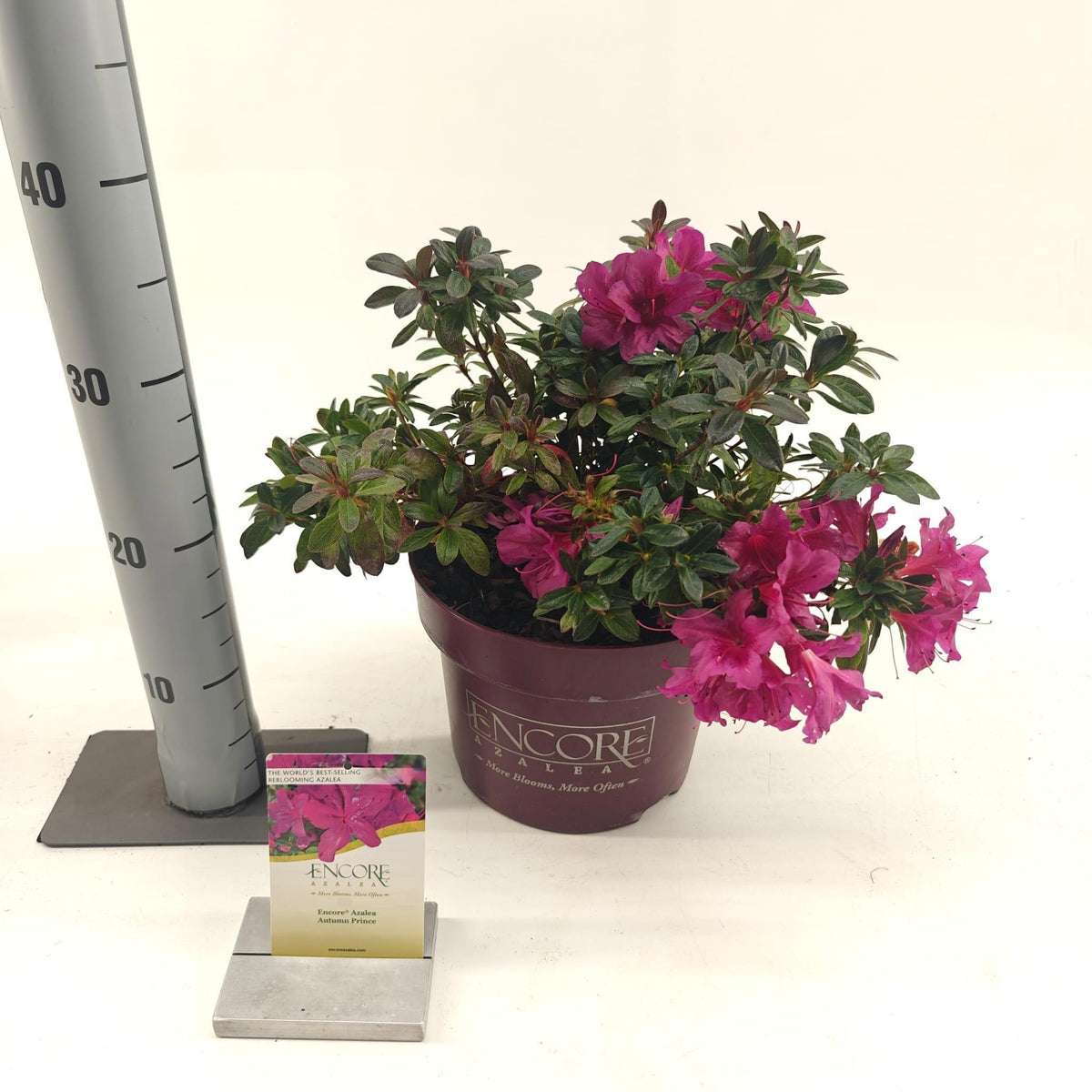Rhododendron Encore mix 35cm 23cm Pot