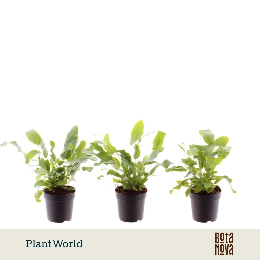 Plantworld Jogrow Phlebodium Blue Star Pack of 16