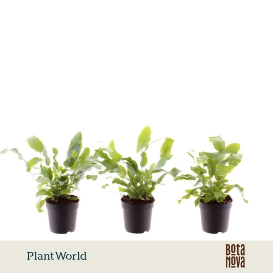 Plantworld Jogrow Phlebodium Blue Star Pack of 16