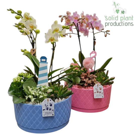 PH004 Stella B/P Summer Mix 45cm 22cm Pot