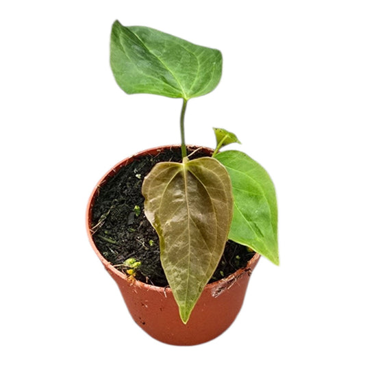 Anthurium andraeanum 15cm 7cm Pot