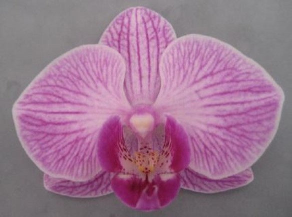 Phalaenopsis pink 45cm 12cm Pot