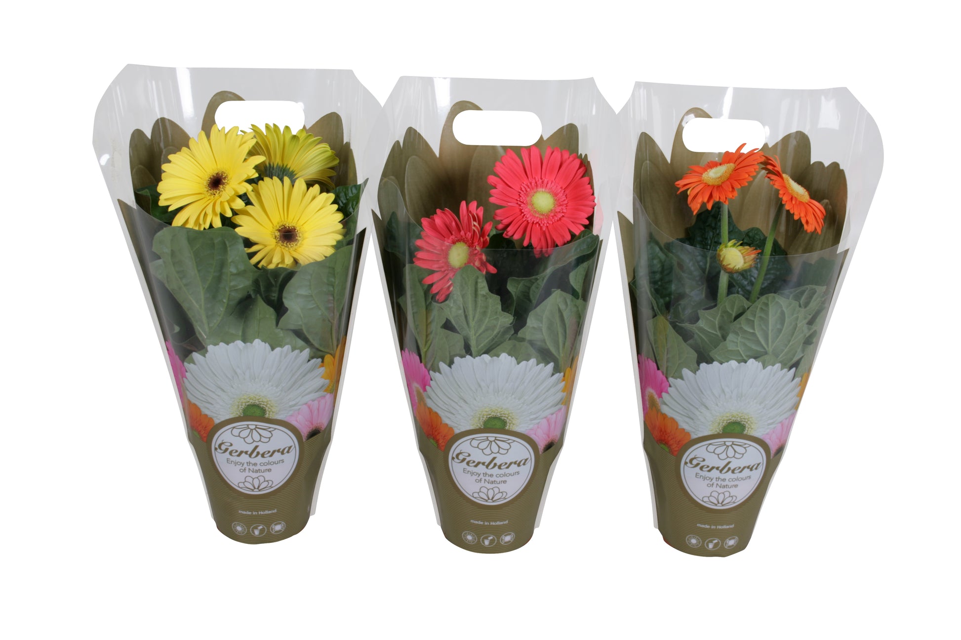 Gerbera mix 23cm 12cm Pot