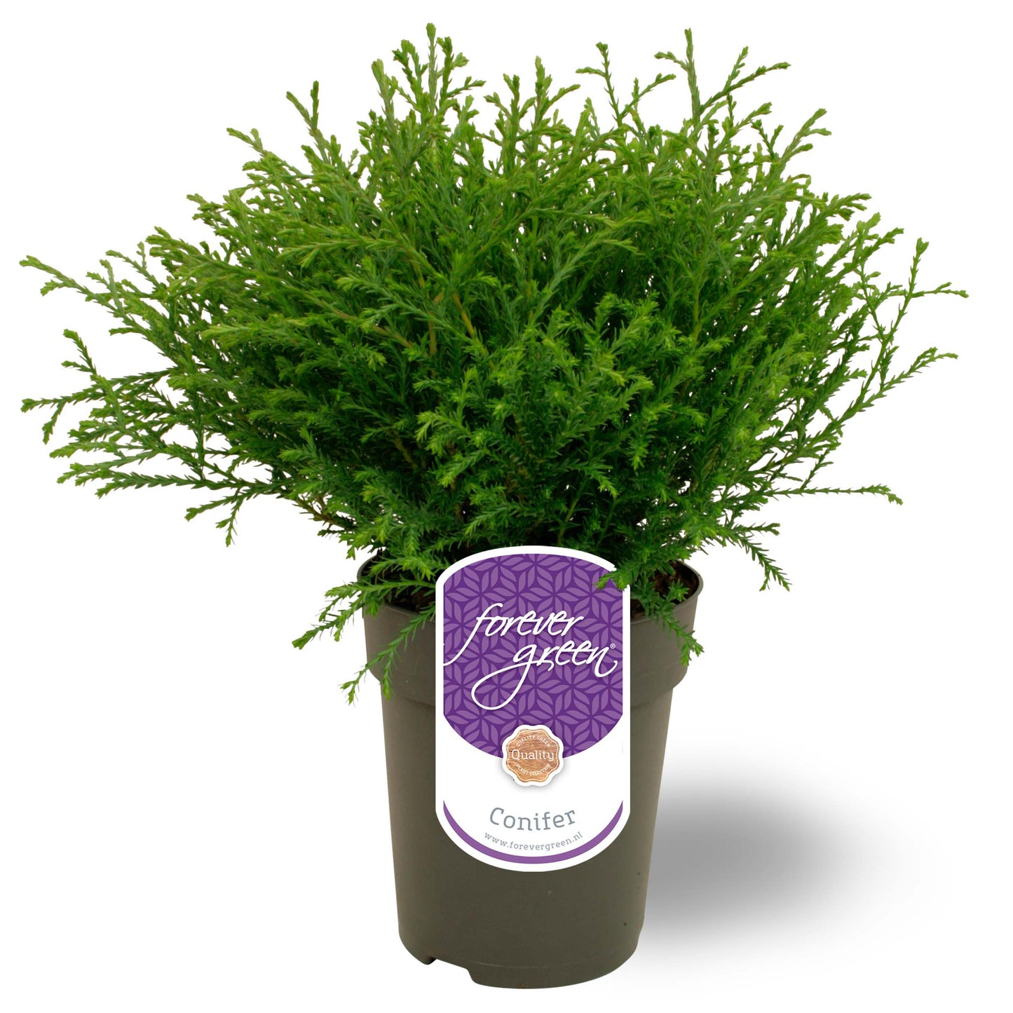 Thuja occidentalis Mr. Bowling Ball 30cm 15cm Pot