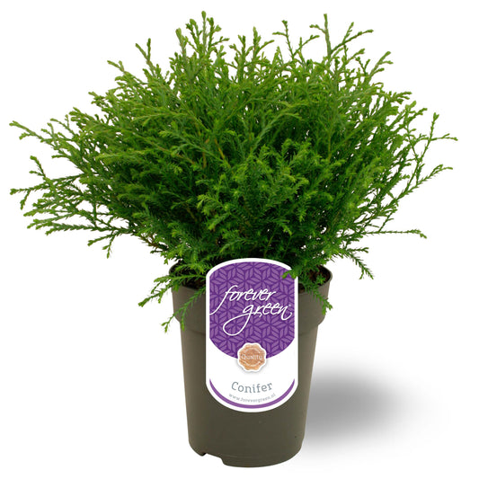 Thuja occidentalis Mr. Bowling Ball 30cm 15cm Pot