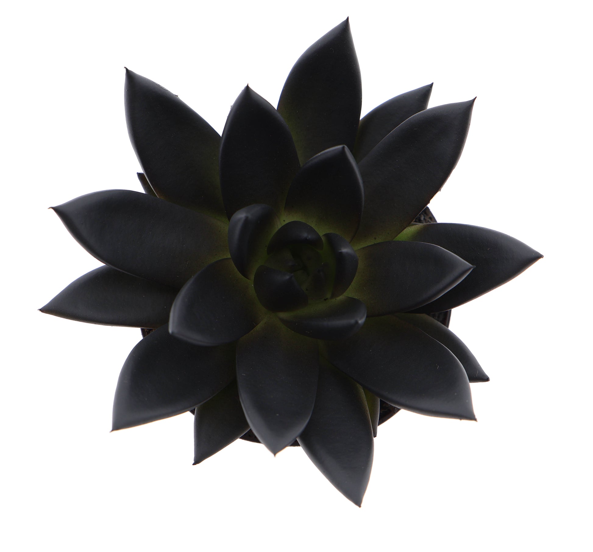 Rainbow deep black 10cm Special Pot (508)