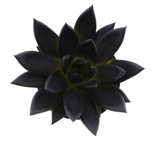 Rainbow deep black 10cm Special Pot (508)