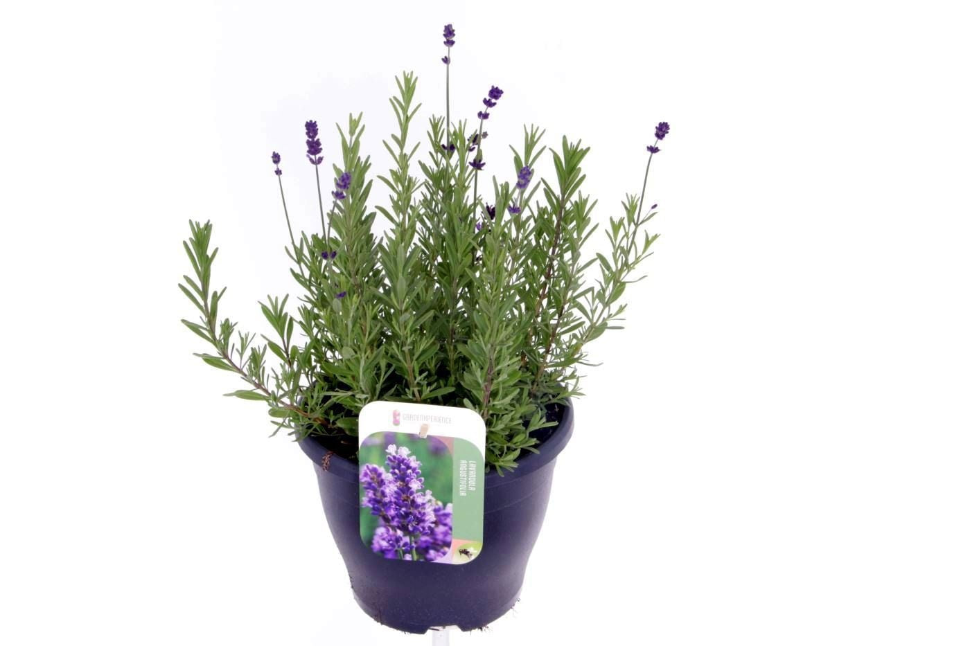 Lavandula ang. Blue Scent 45cm 23cm Pot