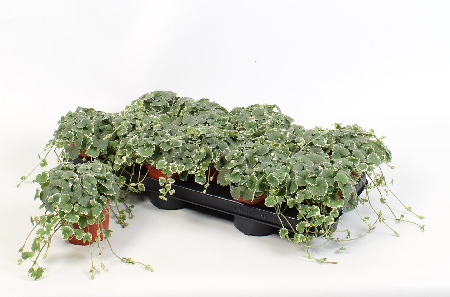 Nepeta faassenii 15cm 510cm Pot