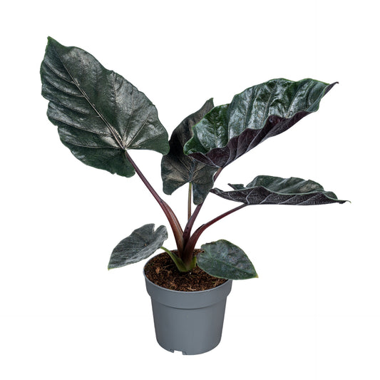 Alocasia amazonica 40cm 14cm Pot
