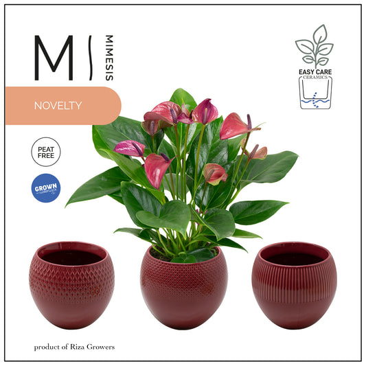 Anthurium Karma Purple 40cm 12cm Pot